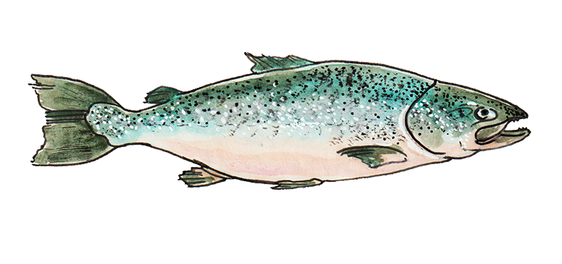 A watercolour Atlantic salmon.